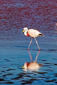 Die Flamingos der Laguna Colorada