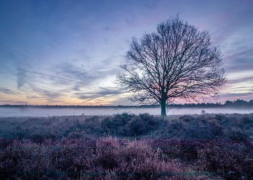 Colourful sunrise on the Hoorneboegse Heath