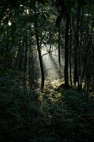 Zonnestraal II
