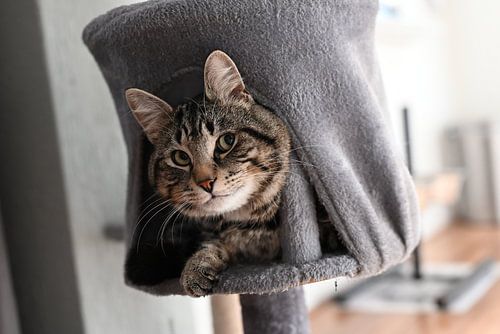 Grau gestreifte Katze, die in einem Kratzbaum liegt