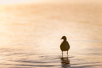 Silhouette von im Wasser stehendem Wasservogel im träumerischen von Robert Ruidl