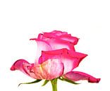 roze roos van Wunderlust fotografie thumbnail