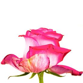 rosa Rose von Wunderlust fotografie