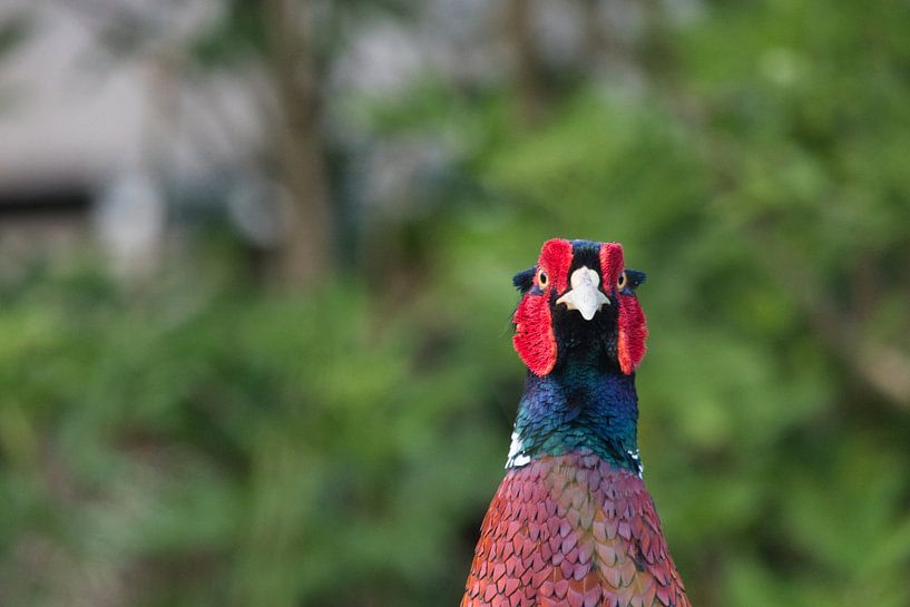 Faisan au regard sévère par Natuurpracht   Kees Doornenbal