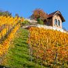 Weinberg bei Freyburg (Unstrut) im Herbst von t.ART