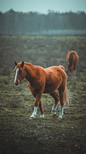 Wilde paarden in het Planken wambuis