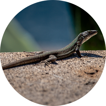 Salamander van Jeannette Fotografie
