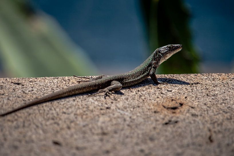 Salamander van Jeannette Fotografie