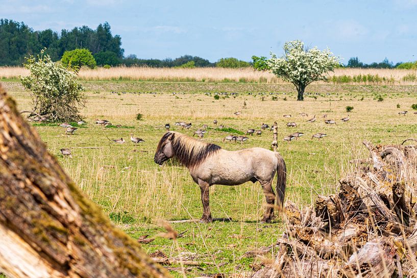 Konik horse on the Oostvaardersplassen by Merijn Loch