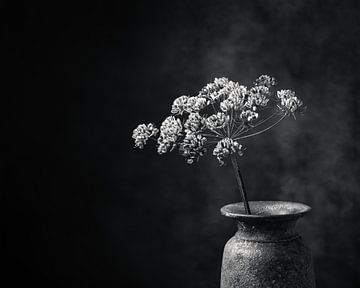 Dried hogweed in a rustic vase.