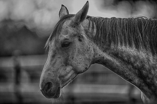 Horizon of Silence – horizontal horse portrait
