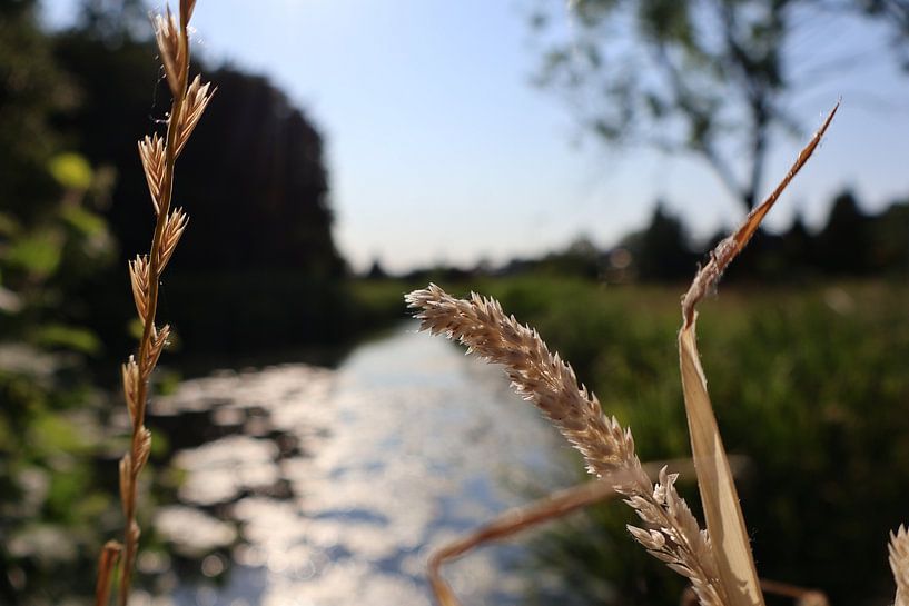 Animals and Nature by Lennart Mans