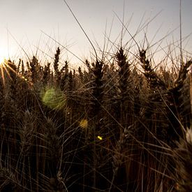 Sunrays van Anna Groenia