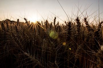 Sunrays van Anna Groenia