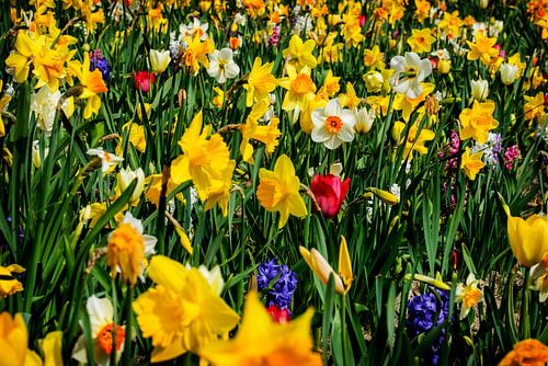 Voorjaarsbloembollen