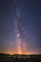 Sheep of the Milky Way