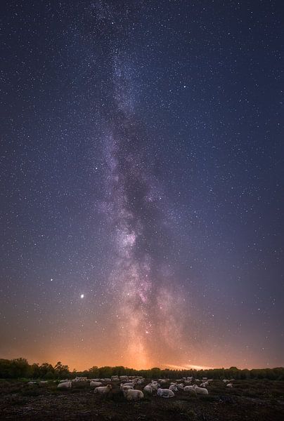 Sheep of the Milky Way by Jeroen Lagerwerf