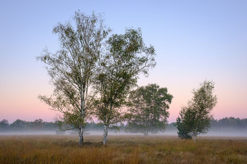 Couleurs matinales sur Tenhaagdoornheide par Johan Vanbockryck
