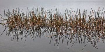 Water and rushes by Ruth de Ruwe