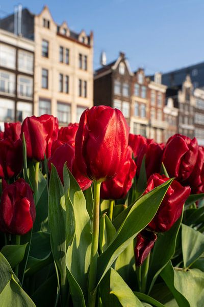 Bloeiende tulpen in Amsterdam van Thea.Photo