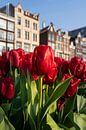 Bloeiende tulpen in Amsterdam van Thea.Photo thumbnail