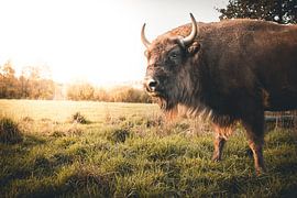 Bison sur Markus Schulz