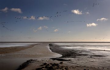 Barnacle geese over The Ems-Dollard by Bo Scheeringa Photography