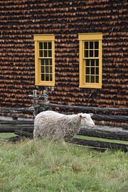 A sheep on the farm by Claude Laprise