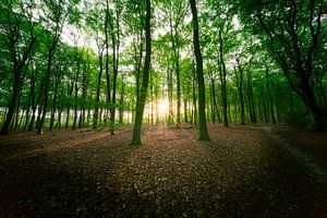 Das Speulderbos im Herbst