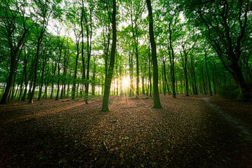 Das Speulderbos im Herbst von Roy Poots