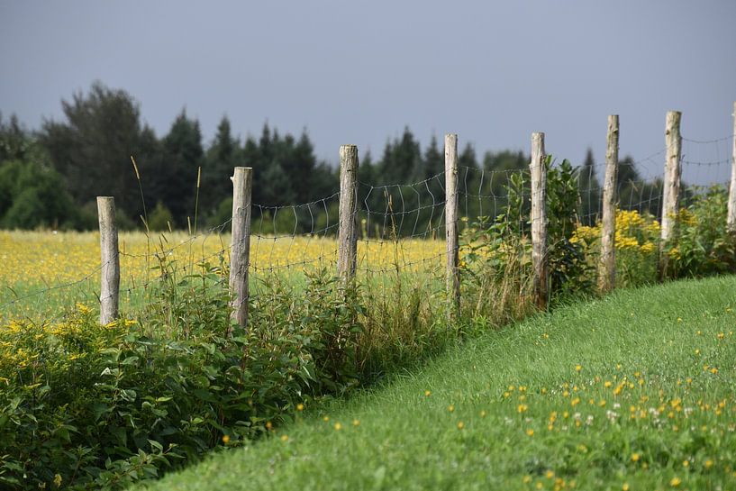 A field in summer by Claude Laprise