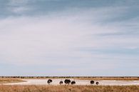 Struisvogels in Etosha, Namibië van Maartje Kikkert thumbnail