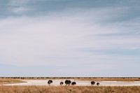 Ostriches in Etosha, Namibia