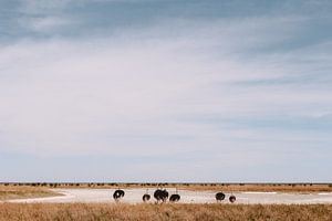 Ostriches in Etosha, Namibia by Maartje Kikkert