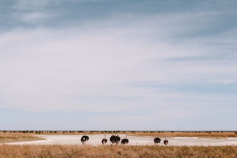 Struisvogels in Etosha, Namibië van Maartje Kikkert