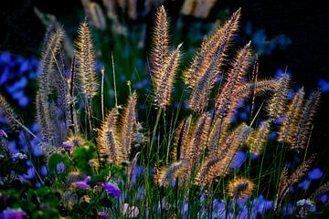 FLOWER MEADOW 13 by Miroslav Ptacek