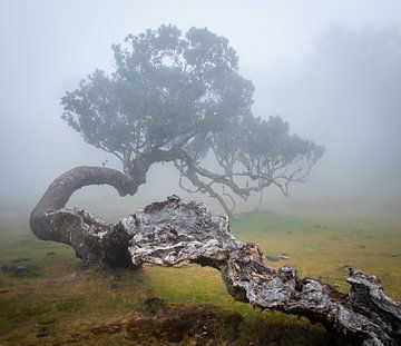 Gespleten boom in de mist van Erwin Pilon