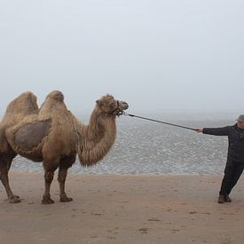 Das Meer-Kamel. von Kathy Orbie