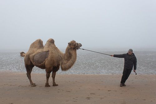 Das Meer-Kamel. von Kathy Orbie