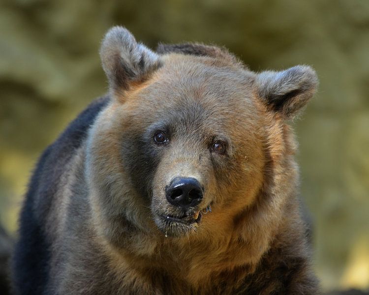 Beer von Frank de Ridder