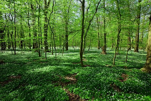 Lentebos