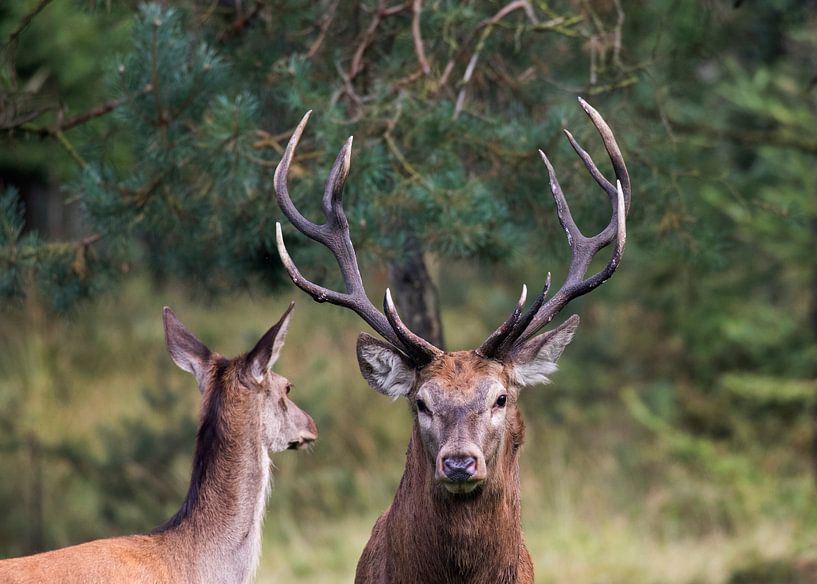 man en vrouw par anja voorn