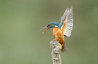 IJsvogel par Menno Schaefer Aperçu