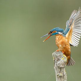IJsvogel von Menno Schaefer