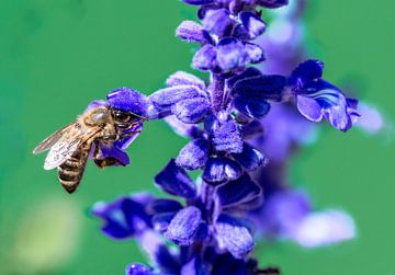 Makro einer Biene auf einer blauen Salbei Blüte von ManfredFotos