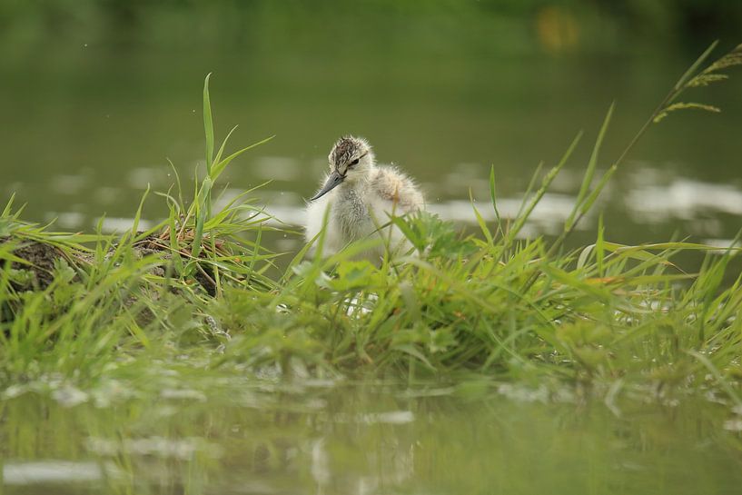 Haubentaucher von Rinnie Wijnstra (FotoAmeland )