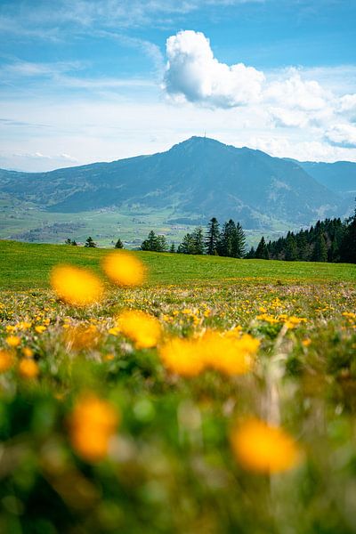 Blumige Aufsichten vom Mittag auf den Grünten von Leo Schindzielorz