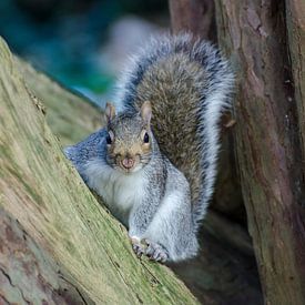 A grey squirrel posing for the camera by Anna Moon