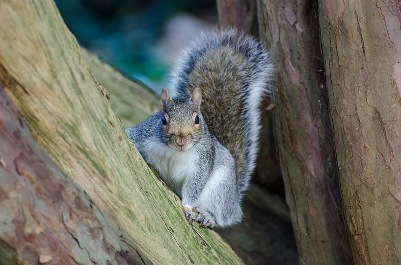 Ein Eichhörnchen posiert spontan von Anna Moon