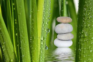 Wellness, Spa